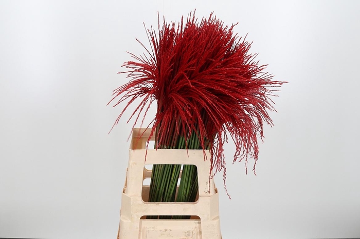 <h4>Miscanthus Kl Bh Rood</h4>