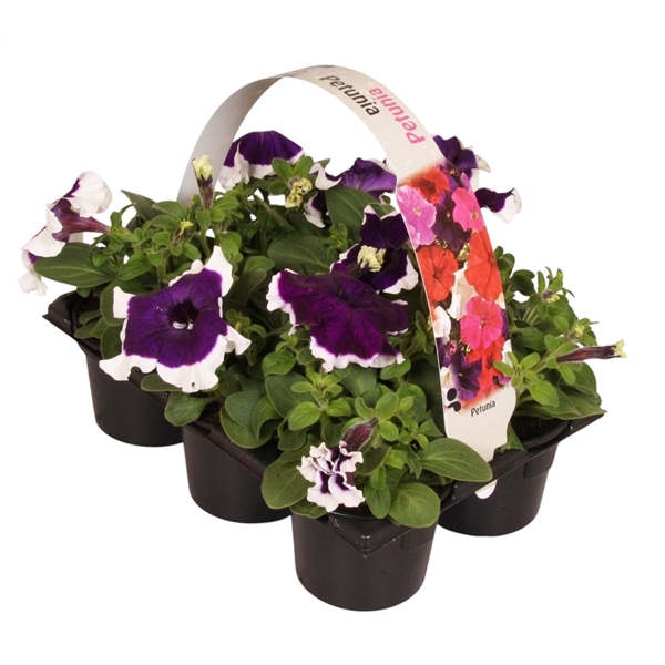 <h4>Petunia blauw wit 6p</h4>