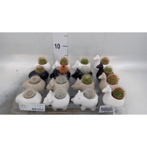 Arr.   Kamerplant Groen L%