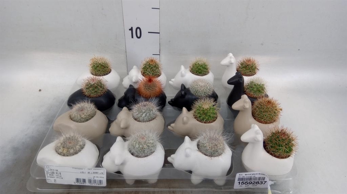 <h4>Arr.   Kamerplant Groen L%</h4>