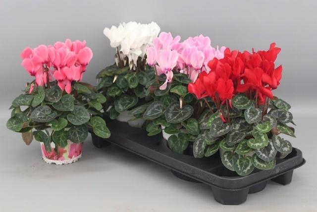 <h4>CYCL GR SUP XL</h4>