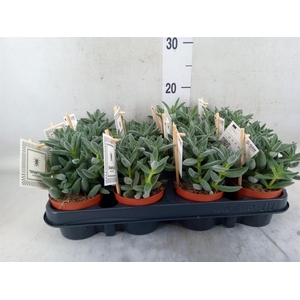 Crassula  'Tarantula'