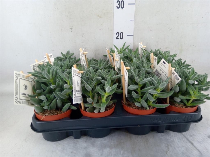 <h4>Crassula  'Tarantula'</h4>