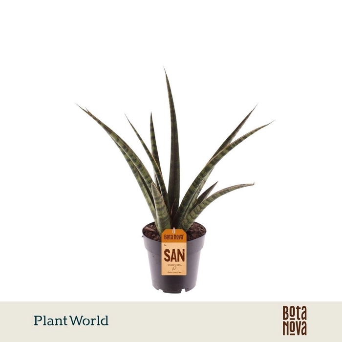 <h4>Sansevieria trifasciata 'Megan'</h4>