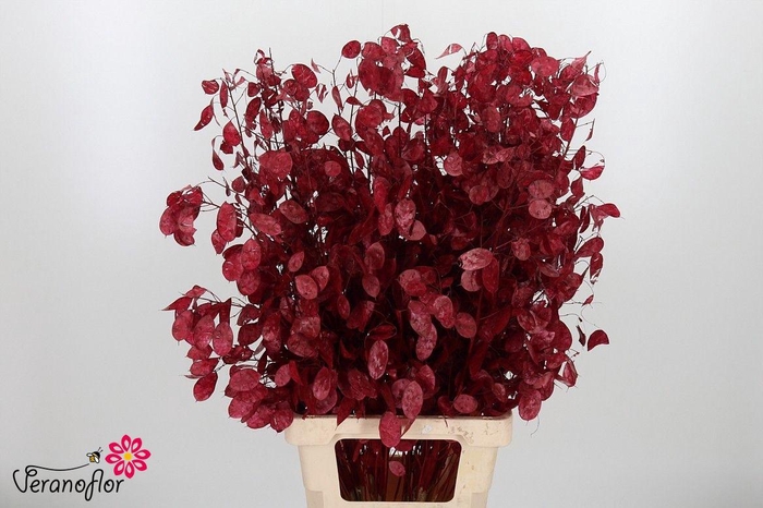 <h4>SNIJBLOEMEN KLB H%</h4>