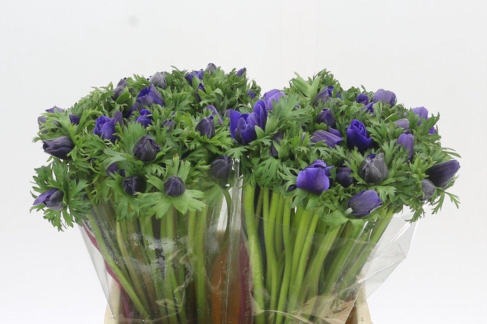 <h4>Anemone Mistral Plus Blue</h4>