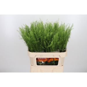 Lepidium Green Bell