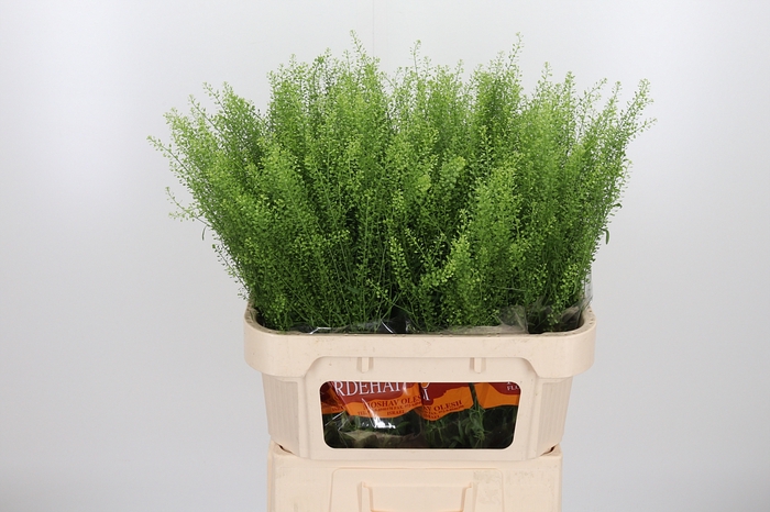 <h4>Lepidium Green Bell</h4>