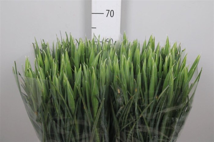 <h4>Iris Hong Kong</h4>