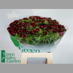 Di Barb Sweet Will Black Cherry