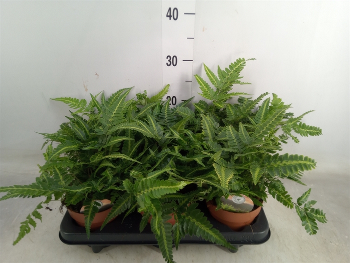 <h4>Arachniodes aristata 'Variegata'</h4>