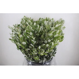 Pittosp Ralphi Leaves 400gr P Bunch