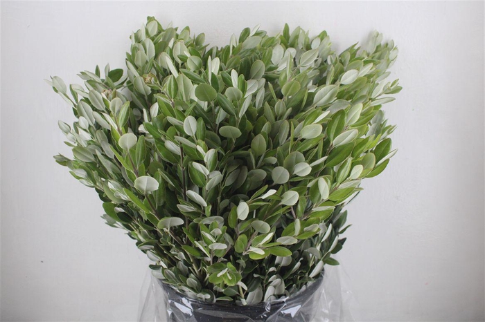 <h4>Pittosp Ralphi Leaves 400gr P Bunch</h4>