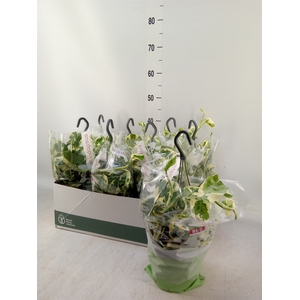 Epipremnum pinn. 'NJoy'