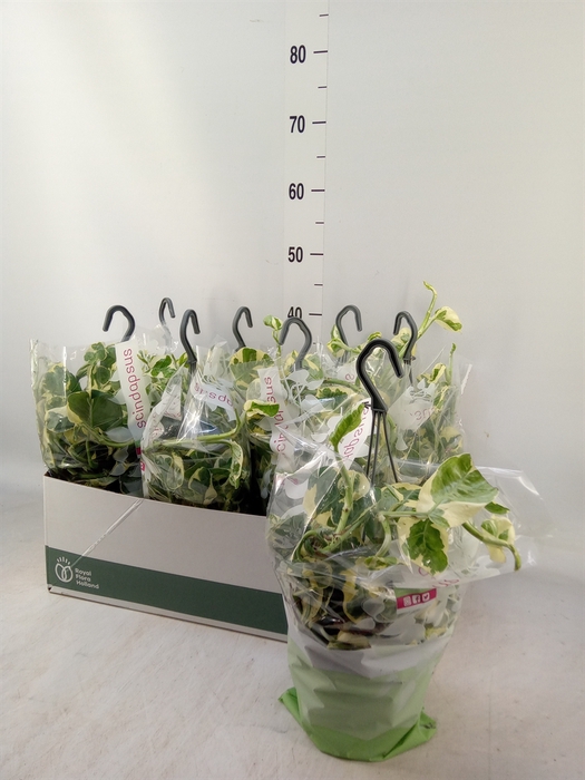 <h4>Epipremnum pinn. 'NJoy'</h4>
