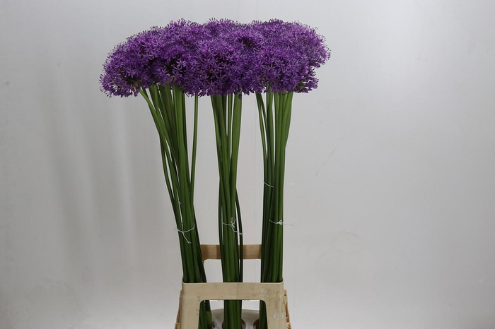 <h4>Allium Gladiator</h4>