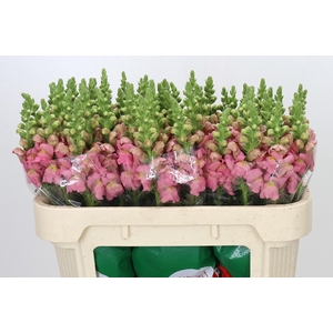Antirrhinum Opus Pink