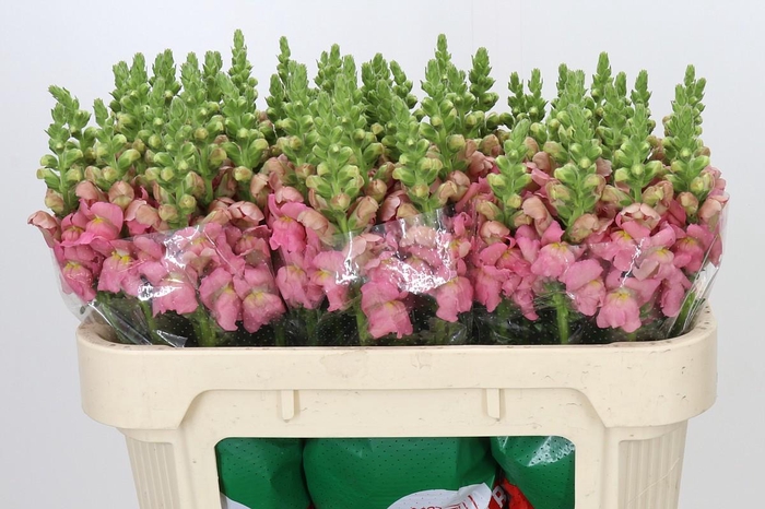<h4>Antirrhinum Opus Pink</h4>
