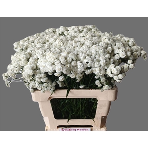 Achillea P Jobo Snowwhite Summer