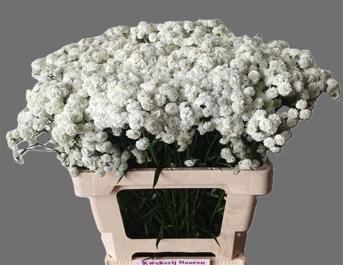 <h4>Achillea P Jobo Snowwhite Summer</h4>
