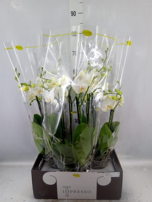 <h4>Phalaenopsis   ...white</h4>