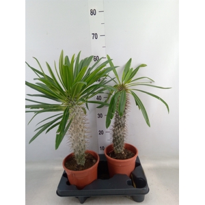 Pachypodium lamerei