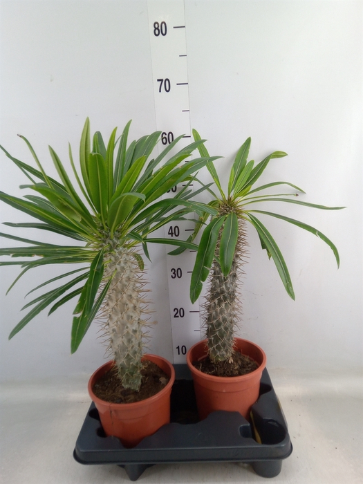 <h4>Pachypodium lamerei</h4>