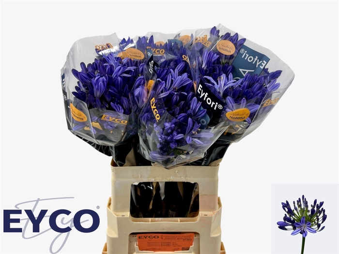 <h4>Agapanthus Eyfori Blue 60cm</h4>