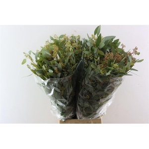 Euca Populus Berry 200gr P Bunch