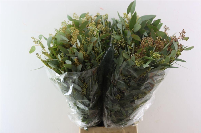 <h4>Euca Populus Berry 200gr P Bunch</h4>