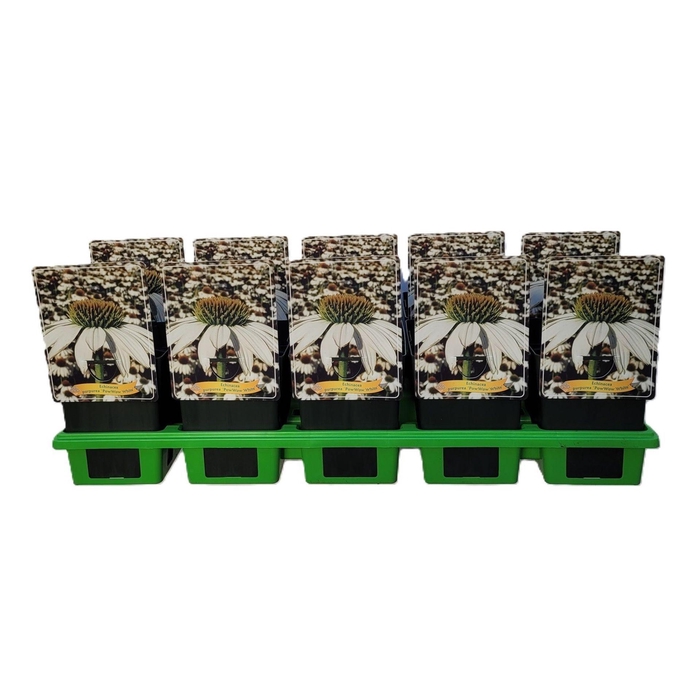 <h4>Echinacea Powwow White</h4>