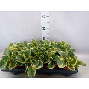 Peperomia obt. 'Variegata'