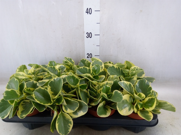 <h4>Peperomia obt. 'Variegata'</h4>