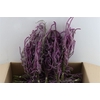 Dried Lim Suworowii Nat Lilac Bunch