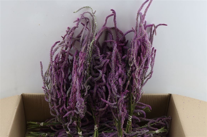 Dried Lim Suworowii Nat Lilac Bunch