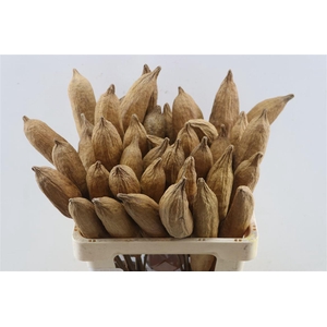 Stem Nune Pod Natural P Stem