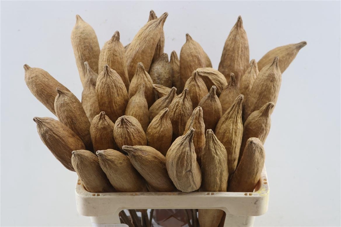 <h4>Stem Nune Pod Natural P Stem</h4>