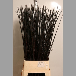 Cornus Alba Kesselri