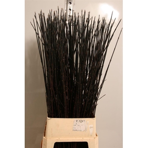 Cornus Alba Kesselri