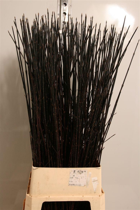 <h4>Cornus Alba Kesselri</h4>