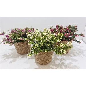 Gaultheria mucronata Mand gemengd