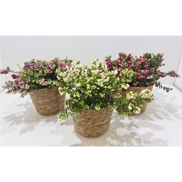 <h4>Gaultheria mucronata Mand gemengd</h4>