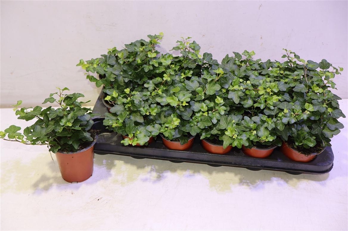 <h4>Hed He Wonder</h4>