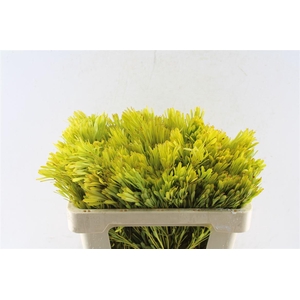 Leucad Platyspermum