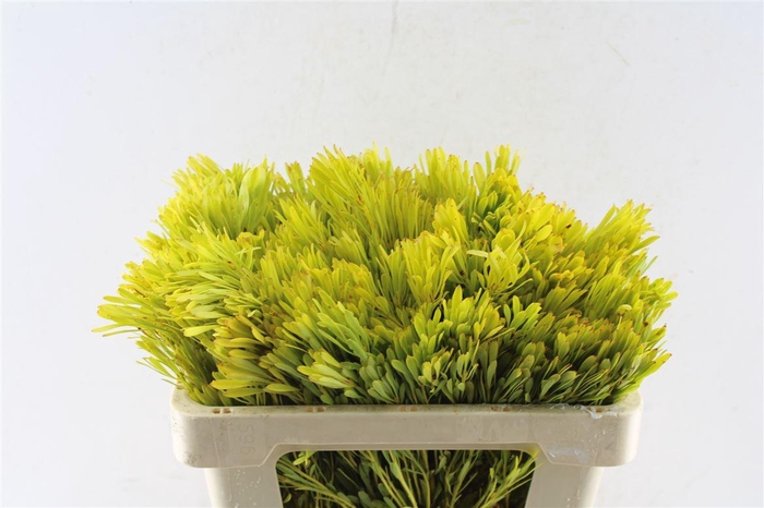<h4>Leucad Platyspermum</h4>