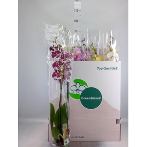 Phalaenopsis   ...mix