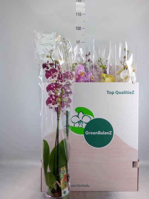 <h4>Phalaenopsis ...mix</h4>