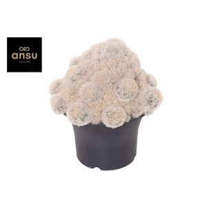 Mammilaria Plumosa Nuvella XXXL