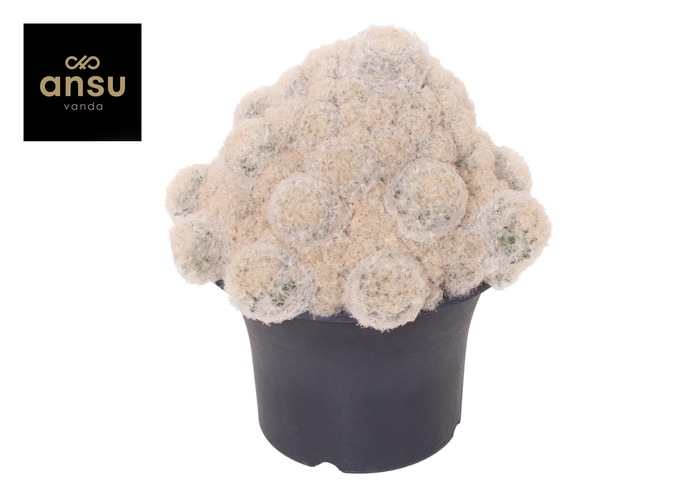<h4>Mammilaria Plumosa Nuvella XXXL</h4>