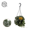 Ceropegia Woodii hangpot
